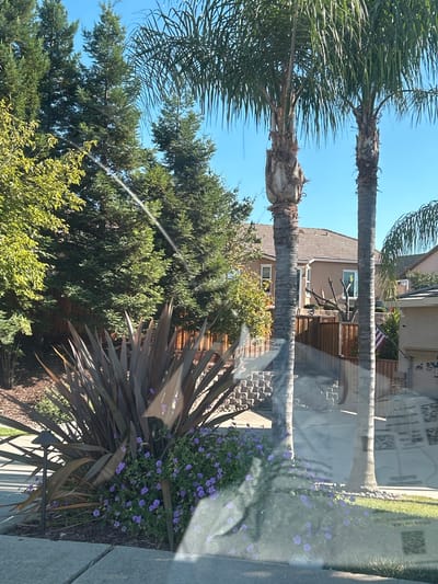 A sunny daytime scene in Rocklin, USA, features a residential backyard with lush greenery. Two tall palm trees stand prominently, their fronds casting shadows. In the foreground, a large, spiky plant with dark leaves is surrounded by a bed of small purple flowers. A low, dark landscape light is positioned near the plant. Behind the foreground foliage, a wooden fence separates the yard from a stepped stone pathway leading up to a beige house with a tiled roof. An American flag is visible on a flagpole near the house. The scene is viewed through a reflective surface, likely a window, with streaks of light and distorted reflections of trees and the sky visible on the glass.