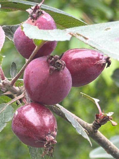 In Vaskelovo, Russia, an outdoor, close-up, eye-level shot captures a branch of a tree adorned with several small, dark red, oval-shaped fruits, likely crabapples. The fruits are clustered together, with some partially obscured by textured, pale green leaves. The branch itself is rough and gray-brown, with a few small, dried remnants of previous leaves or buds visible. The background is softly blurred, dominated by muted greens and hints of lighter foliage, suggesting a natural outdoor setting with abundant greenery. The lighting is diffused, casting a subtle sheen on the fruits and highlighting their glossy texture. There are no people or animals present in the scene.