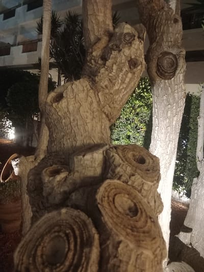 The image captures a close-up, low-angle view of the textured bark of tree branches. The focus is on the rough, gnarled surfaces and the circular patterns formed by knots or previous growths on the wood. The branches are thick and appear weathered, with some showing deep crevices and peeling bark. In the background, glimpses of green foliage and what seems to be a building with shutters suggest an outdoor setting. The lighting is dim, indicating it might be evening or nighttime, possibly with artificial light illuminating some areas and casting shadows. The overall impression is one of natural textures and the aged beauty of a tree. There are no people visible, and no text is present in the image. The context of Kos, Greece, implies a Mediterranean environment, possibly a garden or courtyard with mature trees.