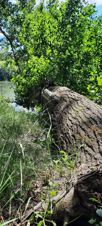 A fallen tree trunk lies on the grassy bank of a body of water, likely a river, with lush green foliage forming a dense canopy overhead. The tree trunk is large and textured, with rough bark. The water appears calm and reflects the surrounding greenery. The scene is set in a natural environment, suggesting a park or a wooded area. The location is identified as Vadul lui Vodă, Moldova. There are no people or animals visible in the image. The lighting suggests it is daytime, with sunlight filtering through the leaves.