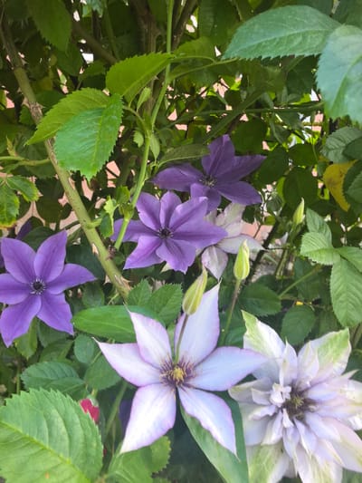 The image shows a close-up view of a clematis plant with several flowers and buds in various stages of bloom. The flowers are predominantly purple and pale lavender, with some showing streaks of white. The leaves are green and serrated. The plant appears to be growing on a trellis or against a wall, as evidenced by the presence of a thick, thorny stem in the foreground. The overall impression is one of a lush, natural setting. The location is specified as Kobryn, Belarus. There are no people or animals in the image.