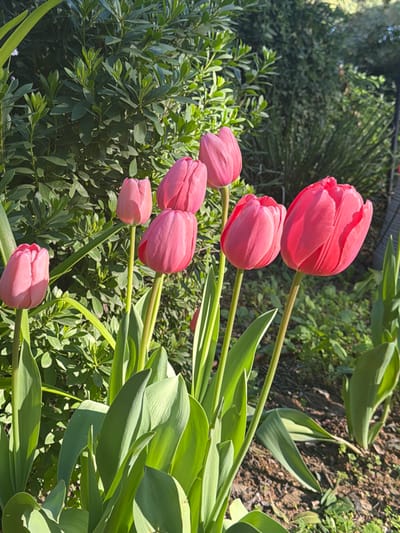 A cluster of bright pink tulips stands out in a lush garden. Seven blooms are visible, in varying stages of opening, surrounded by vibrant green leaves. The background consists of dense green foliage and glimpses of sunlight filtering through the trees. The composition highlights the beauty of the flowers against the natural backdrop.