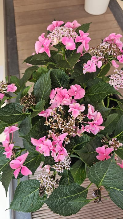 A close-up, top-down shot displays a vibrant pink hydrangea plant. The flowers are a mix of delicate pink florets clustered together and larger, more prominent pink petals. The leaves are a deep green, providing a rich contrast to the bright flowers. Some of the flower clusters show signs of drying, with brown, withered buds. The plant is in a black pot, partially visible. The background consists of a wooden deck with distinct horizontal planks, and a glimpse of a white cylindrical object on the far left. The scene appears to be outdoors, possibly on a patio or balcony, given the wooden decking. The lighting suggests it is daytime, with natural light illuminating the plant. There is no visible text in the image. The overall impression is of a healthy, blooming plant in a natural or semi-natural outdoor setting.