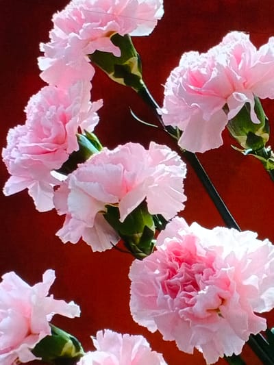 Several pink carnations bloom against a deep red background. Their delicate, ruffled petals catch the light, showcasing varying shades of pink. Dark green stems support the blossoms, adding contrast to the vibrant colors. The arrangement creates a soft, romantic, and visually striking composition.