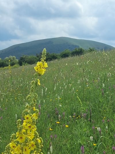 The image depicts a verdant, rolling hillside landscape under a cloudy sky, likely in the vicinity of the settlement of Yutsa, Russia. In the foreground, a tall stalk of yellow wildflowers, possibly mullein, dominates the left side of the frame, its numerous blossoms and buds clustered along the stem. The surrounding field is a tapestry of various wild grasses and smaller wildflowers in shades of purple, yellow, and white, interspersed with seed heads and stalks. In the mid-ground, a dense line of green trees forms a natural border, beyond which the gentle, treeless slope of a large hill rises to meet the overcast sky. The overall impression is one of unspoiled natural beauty and a tranquil, rural environment.