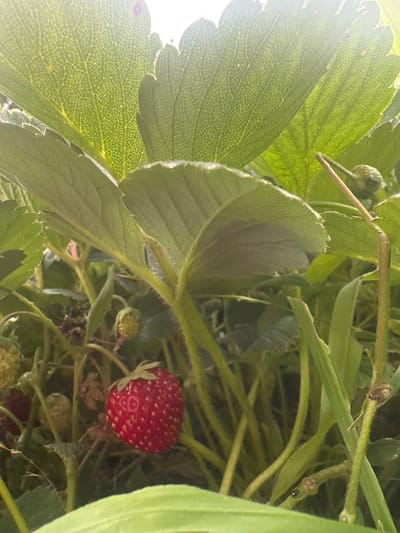 In a close-up, low-angle shot taken outdoors, possibly in the village district of Sarymoldayev, Kazakhstan, a ripe strawberry is prominently featured. The strawberry, a vibrant red, rests on its stem amidst lush green foliage. Sunlight filters through the large, veined leaves of a strawberry plant, casting a bright glow and creating a lens flare at the top of the image. Other immature strawberries and stems are visible in the background, suggesting a garden or field setting. The focus is sharp on the ripe strawberry, with the surrounding leaves and stems slightly blurred, creating a shallow depth of field.