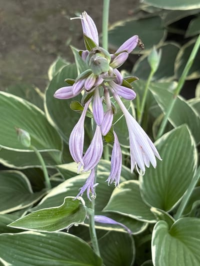 The image is a close-up, high-angle shot of a cluster of lavender hosta flowers with green leaves. A small insect is perched on one of the petals. The background is blurred, with hints of green foliage and brown earth. The scene is set in an outdoor environment, likely a garden. The specific location is stated to be in the city of Ворошиловка, Kazakhstan.