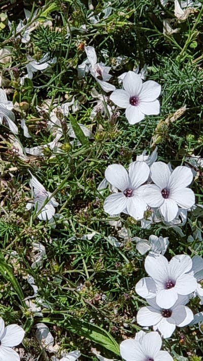 The image displays a cluster of small, white flowers with dark purple centers, growing amidst green foliage and some fallen petals. The flowers are predominantly in focus, with the surrounding vegetation appearing slightly blurred. The scene is captured from a top-down perspective, emphasizing the natural growth pattern of the plants. The environment suggests an outdoor setting, possibly a garden or a natural landscape. The precise location within Susqueda, Spain, is not discernible from the image itself.