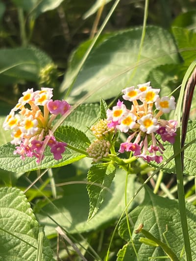 The image, captured in Logba Adzakoe, Ghana, presents a close-up view of two clusters of multi-colored flowers, consistent with Lantana camara, surrounded by green foliage. The prominent flower cluster on the left displays individual florets with white petals and bright yellow centers, transitioning to shades of pink and magenta towards the bottom and outer edges. A second, similar cluster is visible to the right, exhibiting white, yellow, and pink florets, with several lighter-colored, unopened buds at its base. Both flower clusters are attached to green stems and are interspersed among textured green leaves, which possess visible veins and serrated edges. Several thin, green blades of grass are also present, some crossing over the flowers. The background consists of blurred green foliage, indicating an outdoor natural setting under bright, direct sunlight. No individuals, animals, or man-made objects are identifiable within the frame.