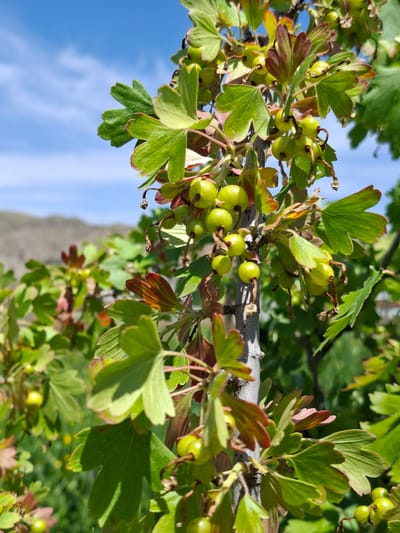This media file is a close-up, outdoor photograph of a branch laden with small, green, unripe gooseberries. The branch itself is grey and textured. The leaves are predominantly green, with some showing reddish-brown edges and veins, suggesting new growth or a slight stress. The gooseberries are round and vary in size, appearing to be clustered along the stems.

The background shows a bright blue sky with some wispy white clouds. In the lower portion of the image, a blurred, out-of-focus landscape feature, possibly a hillside or mountain, is visible. The lighting suggests it is daytime, likely sunny, given the shadows cast on the leaves and the brightness of the sky. The overall impression is one of natural growth and the early stages of fruit development.

The photograph is oriented in a way that the branch extends diagonally from the upper left to the lower right of the frame, with the sky occupying the lower left quadrant. There is no visible text. The scene is set outdoors in a natural environment, consistent with a location like Toguz-Bulak, Kyrgyzstan, known for its natural landscapes. The image evokes a sense of a pleasant, perhaps rural or mountainous, setting during the growing season.