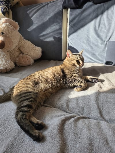 A tabby cat is lying on its back on a plush, light brown sofa. Sunlight streams in from the side, casting striped shadows across the cat and the sofa. The cat's mouth is open, as if yawning or meowing. One of its front paws is raised, showing its toe beans. To the left of the cat, there is a grey pillow or cushion with a patterned texture. Below that, a light brown teddy bear is visible, partially obscured by the cat. The scene appears to be indoors, likely in a living room, given the presence of a sofa and a teddy bear. The sunlight suggests it is daytime. The cat's relaxed posture and open mouth convey a sense of comfort and contentment. There is no visible text in the image. The location context is Brzeg, Poland.