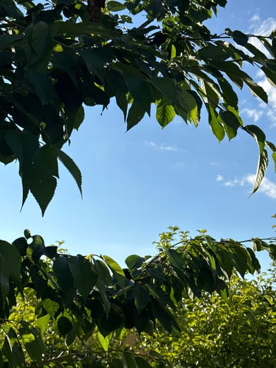 This is a close-up, low-angle shot of tree branches and leaves against a bright blue sky with scattered white clouds. The foliage is lush and green, with sunlight filtering through the leaves, creating areas of shadow and highlight. The branches are positioned to frame a central space of sky. In the background, another dense layer of green foliage is visible, suggesting a garden or park setting. The image does not contain any people, specific landmarks, or identifiable objects that would indicate a precise location within Ivatsevichy, Belarus.