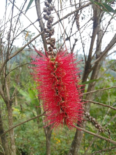 The image depicts a close-up, vertical view of a vibrant red bottlebrush flower, likely a species of *Callistemon* or *Melaleuca*, situated outdoors in El Rincón de Monagas, Venezuela. The flower, centrally positioned, is elongated and cylindrical, composed of numerous slender, crimson stamens with visible yellow anthers at their tips. Directly above the flower, a woody stem bears a tight cluster of approximately 15-20 dark brown, woody seed capsules, each segment resembling a small cup. The foreground and midground are characterized by an intricate network of thin, bare, gnarled tree branches of varying thickness. The background consists of blurred green foliage, suggesting dense vegetation or woodland, with indistinct lighter green and yellow patches, under a bright, possibly overcast or hazy sky. No individuals or specific actions are depicted.