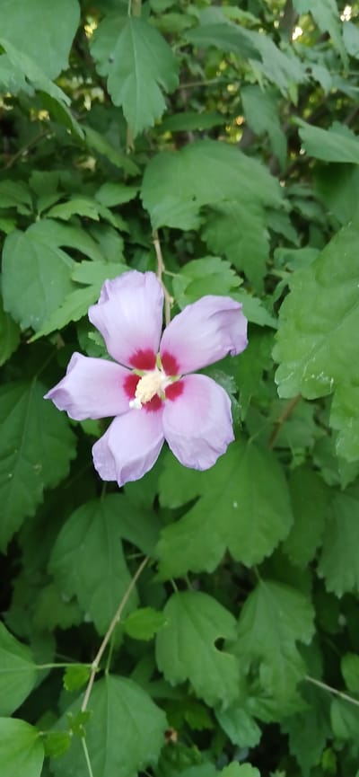 A single, light purple hibiscus flower with a deep red center and a yellow stamen is in full bloom. The flower is positioned in the center of the frame, with its five petals slightly curled. It is surrounded by lush green foliage, with some leaves showing serrated edges and a slightly glossy texture. The background is a blur of green leaves and dappled sunlight, suggesting an outdoor setting, likely a garden or natural area. The image is a close-up shot, emphasizing the delicate details of the flower and its vibrant colors against the verdant backdrop. There are no people or animals visible in the image. The scene is peaceful and natural. The location is not specified in the image, but this specific hibiscus species can be found in gardens throughout Uzbekistan, including Charshanba.