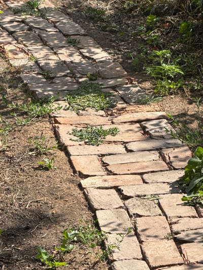 The image shows a brick pathway in a garden setting, likely in the city of Plysove, Ukraine. The bricks are weathered and uneven, with small weeds growing in the gaps between them and along the edges of the path. The ground surrounding the path is dirt and dry leaves, with patches of green vegetation and some shadows cast by overhead trees or foliage. The scene appears to be outdoors and during daylight hours. There are no people or animals visible in the image. The overall impression is one of a slightly unkempt, natural garden path.