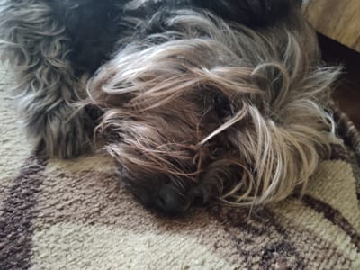 The image shows a close-up of a small, dark-haired dog, possibly a Yorkshire Terrier, sleeping on a patterned rug. The dog's fur is a mix of dark and lighter blonde/grey tones, with some strands falling over its face, obscuring its eyes. Its nose is visible and appears to be black and wet. The rug has a coarse texture and features a pattern of alternating brown and cream-colored stripes. The lighting suggests an indoor environment, possibly a home. There is no indication of the city of Rezekne, Latvia, in the image.