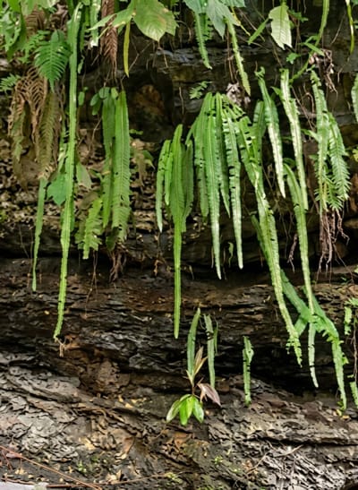 The image shows a close-up view of a rocky cliff face covered with various types of hanging ferns and other vegetation. The cliff is dark and appears to be made of layered rock, with some areas showing signs of erosion. The ferns are predominantly green, with some showing signs of browning or wilting. The lighting suggests an overcast day or shaded area. The scene is natural and appears to be in a humid environment, common in tropical regions like Penungkiren, Indonesia. There are no people or man-made objects visible in the image. The focus is on the texture of the rock and the lush greenery cascading down its surface.
