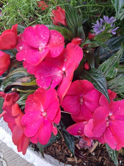 The image captures a close-up view of vibrant pink impatiens flowers, likely growing in a garden bed or planter, given the presence of mulch and a concrete or stone border. The flowers are lush and full, with some showing water droplets on their petals, suggesting recent rain or watering, indicative of damp weather. The leaves are a deep, glossy green, contrasting with the bright pink of the blooms. In the background, hints of delicate purple bell-shaped flowers and thin, green foliage add texture and depth to the scene. The overall impression is one of natural beauty and freshness. The lighting suggests it could be daytime, with diffused light that highlights the wetness on the petals. No people, text, or specific landmarks are visible, but the mention of Ottawa, Canada, places the scene within an urban or suburban garden setting in that region. The focus is entirely on the floral arrangement, conveying a sense of tranquility and the simple elegance of nature.