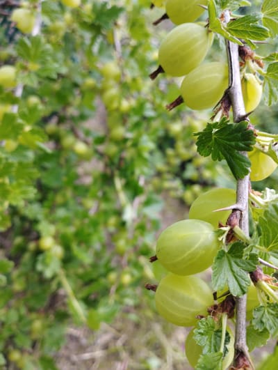 This media file depicts a close-up view of gooseberries growing on a thorny bush. The gooseberries are predominantly light green and appear to be in various stages of ripeness. They are clustered along the branches, with some larger, more developed fruits in the foreground and smaller ones further back. The bush is characterized by its green leaves, some of which are lobed and serrated, and sharp thorns protruding from the branches.
The background is blurred, suggesting a natural outdoor setting, likely a garden or a field. The overall impression is one of natural growth and abundance. The lighting suggests it is daytime, with natural light illuminating the scene. There are no people visible in the image. The media file does not contain any visible text. The location context provided is Konstantinovo, Russia, which aligns with the typical habitat for gooseberry bushes.