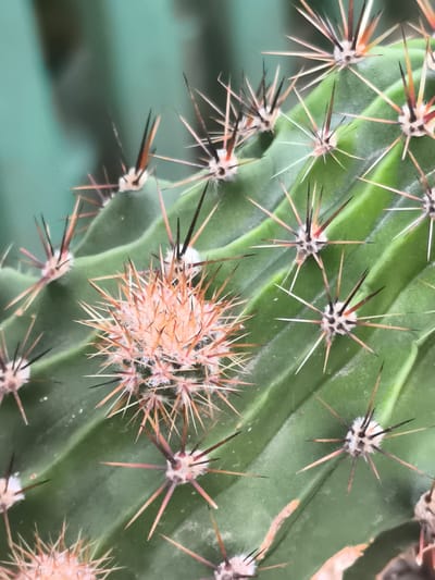 This is a close-up, high-angle photograph of a green cactus with prominent spines. The cactus surface is textured with a series of raised ridges. At various points along these ridges are clusters of spines, each emanating from a small, white, fluffy areole. The spines are sharp and vary in color, with some being a reddish-brown and others a darker brown or black, tipped with white. A prominent cluster of denser, reddish-orange spines is visible in the center of the frame. The background is blurred and appears to be a muted green color, suggesting another plant or surface out of focus. The image is well-lit, highlighting the intricate details of the cactus. There is no indication of the city of Dobrogea Veche, Moldova, or any people, actions, or interactions within this scene.
