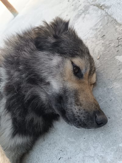 A close-up, overhead shot captures the side profile of a medium-sized dog lying on a concrete surface. The dog has predominantly gray and brown fur, with patches of lighter fur on its face. Its eyes are partially closed, and its head is resting on the ground. The concrete surface appears weathered and slightly textured, with some debris scattered around. The background is out of focus, with a hint of a blurred wooden post or structure visible on the upper left. The scene is devoid of any human presence or interaction. The lighting suggests it is daytime, possibly outdoors. The image does not contain specific indicators of its location within Târgu Jiu, Romania, beyond being an outdoor urban or semi-urban setting.