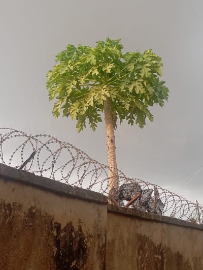 A papaya tree with vibrant green leaves stands tall against a cloudy sky. The tree's trunk is textured and light brown, showing signs of age and growth. It is positioned behind a concrete wall, which appears weathered and stained with dark patches, suggesting it is old and has been exposed to the elements. Along the top of the wall, coils of barbed wire are stretched, creating a sharp and formidable barrier. Some dark plastic bags are caught within the barbed wire, adding a touch of disarray to the scene. The overall setting appears to be outdoors, with the cloudy sky indicating potentially overcast weather, possibly in the morning or late afternoon. The presence of the barbed wire suggests a secured or potentially guarded area, while the papaya tree adds a natural element to an otherwise stark and utilitarian environment. The scene is static, with no people or specific activities visibly taking place. The location context of Rigasa, Nigeria, provides a geographical anchor to the image.