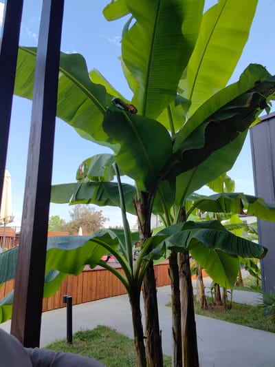The media file shows a view of lush banana plants with large green leaves, set against a clear blue sky with a few wispy clouds. The foreground is partially obscured by dark wooden vertical beams, suggesting the viewer is looking through a structure, perhaps a balcony or a gazebo. A brown, dry banana flower or fruit bunch is visible hanging from one of the plants.
In the background, a pathway with a light gray surface winds through the scene. To the left, a wooden fence with horizontal slats forms a boundary, behind which are white outdoor umbrellas and lounge chairs, indicating a leisure area like a resort or cafe. Further back, there are trees with some foliage. To the right, a modern building with gray siding is visible. Two black, cylindrical bollard lights are positioned along the pathway.
The scene appears to be set outdoors, likely in a warm climate, given the presence of the banana plants and outdoor amenities. The lighting suggests it is daytime, possibly late afternoon or early morning, with the sun casting some shadows and illuminating the leaves. The overall atmosphere is peaceful and tropical. No text is visible in the image. The location context provided is Amzara, Abkhazia.
