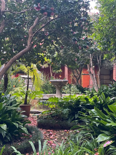 The image captures a garden scene in La Cuesta, Spain. Lush greenery dominates the foreground, featuring a variety of plants with glossy, green leaves, interspersed with other foliage. A tree with pink blossoms frames the left side of the image. In the middle ground, a two-tiered stone fountain is visible. Behind the fountain, a building with an orange-red facade is seen. The garden appears well-maintained, with fallen petals scattered on the ground, adding a touch of color to the scene. No people are visible in the image.