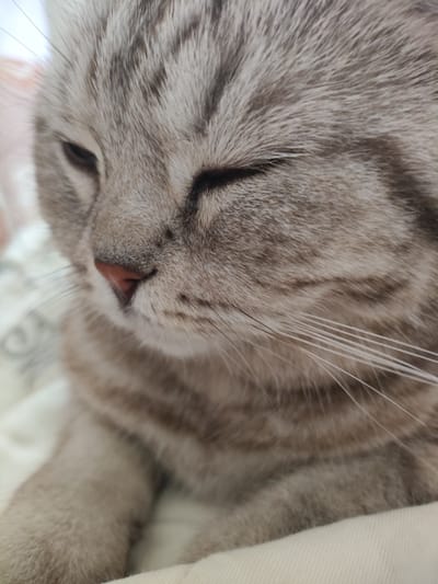 The image is a close-up shot of a light gray tabby cat. The cat is lying down, with its eyes mostly closed, suggesting relaxation or sleepiness. A pink nose is visible. Whiskers are prominent on the right side of the frame. The cat appears to be resting on a soft surface, possibly a bed or blanket. The location is not possible to be determined from the image.
