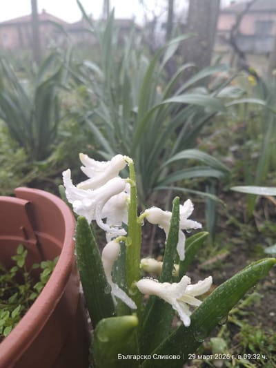 A close-up shot of a white hyacinth flower covered in water droplets, likely after a rain. The flower is the primary subject, and is partially in a brown terracotta pot. Behind the flower, there are green, grass-like leaves of other plants, some of which are also damp. In the background, the scene is slightly blurred, suggesting a garden or yard in a residential area. The picture was taken in Balgarsko Slivovo, Bulgaria on March 29, 2026, at 09:32 AM.