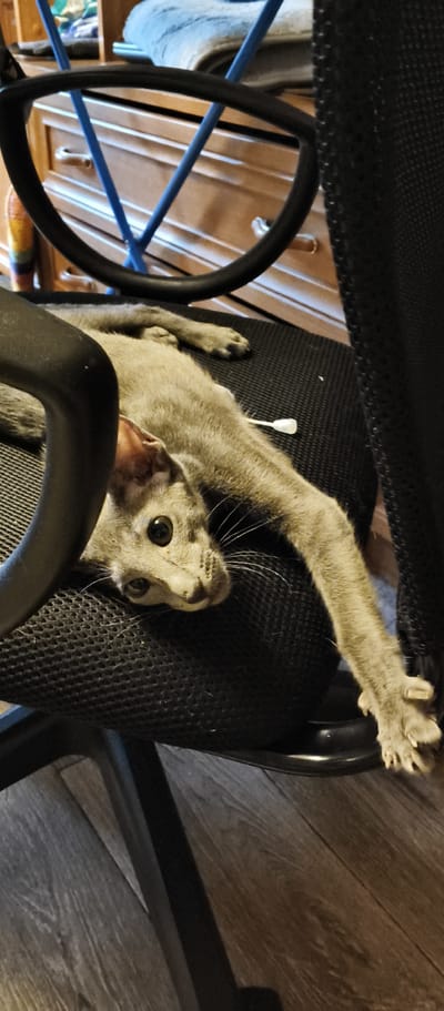 A light gray cat is lying on its back on a black mesh office chair. The cat's head is tilted to the left, and its large, dark eyes are looking directly at the camera. Its front paws are extended out, with the right paw resting on the edge of the chair. A small white object, possibly a cotton swab, is visible near the cat's body. The background shows a wooden floor and what appears to be a wooden dresser with drawers. The overall scene is dimly lit, with the chair and cat being the primary focus. This image was taken in Kondrovo, Russia.