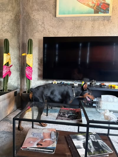 In a living room, possibly in North Kuta, Indonesia, a black Doberman pinscher dog is captured in motion, looking to its right with its mouth open. The dog is positioned in front of a large, dark television screen, which is mounted on a textured gray wall. On a shelf below the television, several miniature toy cars and a motorcycle are displayed. To the left of the television, two tall potted cacti stand, each decorated with brightly colored bandanas; one has a yellow bandana and a pink bandana, while the other has a yellow bandana and a pink bandana.
In the foreground, a glass-top coffee table displays several items. On the table itself, a clear plastic container holds white tissues. Beneath the glass top, on a wooden surface, lie several magazines. One magazine cover, titled "CONCEALED WEAPON," features an image of a woman and a handgun. Another magazine, titled "ERASER" and featuring Arnold Schwarzenegger on the cover, is also visible. The room's floor appears to be a light-colored carpet, and the overall ambiance suggests a contemporary, possibly bohemian-styled interior.