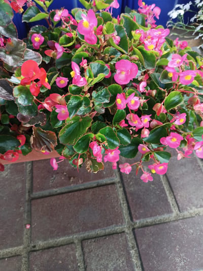 The image shows a close-up view of a potted plant with numerous bright pink and red flowers with yellow centers. The plant has lush green leaves, some of which appear to have a dark, almost bronze hue. The flowers are delicate and clustered together, with some in full bloom and others as buds. The pot is made of a reddish-brown material and is placed on a surface of dark brown brick pavers with lighter gray grout lines. In the background, a blurred blue surface is visible, possibly a wall or another container. The overall scene suggests an outdoor setting, likely a garden, patio, or public space. There are no people or animals present in the image. The lighting is bright, casting soft shadows. The image was taken from a slightly elevated perspective, looking down onto the plant and the surrounding brickwork. The location is specified as Салонскі сельскі Савет, Belarus, though this is not visually discernible from the image itself.