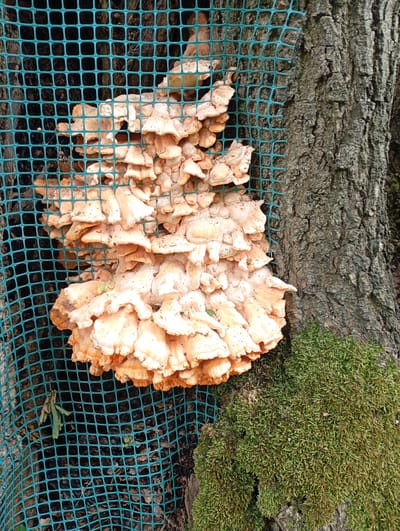 A large cluster of pale orange fungi grows on the side of a tree trunk, partially obscured by a turquoise mesh fence. The tree bark is rough and textured, with patches of green moss growing on its lower section. The fungi appear shelf-like, with many individual caps stacked and layered. A few small brown leaves are caught in the mesh. The scene is outdoors, with the focus on the natural growth on the tree.