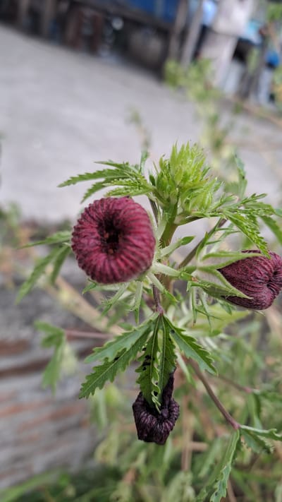 The image shows a close-up of a flowering plant with dark red, bell-shaped buds and a dried, dark purple bud. The plant has green, serrated leaves and a thin stem. In the background, a blurred paved surface and some greenery are visible, suggesting an outdoor environment. The scene is likely from Cottarum Tunong, Indonesia, as indicated by the context. There are no people or any specific actions depicted in the image. The focus is entirely on the plant's botanical features.
