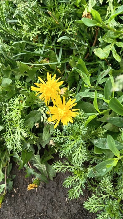The image captures a close-up view of two bright yellow dandelions blooming amongst lush green foliage and dark soil. The dandelions are the primary subjects, with their petals fully open and facing upward. The surrounding environment is densely packed with various types of green leaves and grass, some of which are glistening with water droplets, suggesting recent rainfall. The soil at the bottom of the frame appears moist and dark. The scene is natural and untamed, indicative of an outdoor setting within a park or garden area in the city of Паренда, Russia. No people or specific actions are depicted.