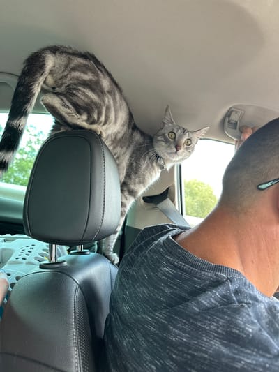 A tabby cat is perched on the headrest of a car seat, its body angled towards the viewer with its tail extended upwards and to the left. The cat's eyes are wide and looking directly at the camera. Behind the cat, the interior of the car is visible, including the ceiling, a grab handle, and a seatbelt. In the foreground, the back of a person's head and neck are visible, wearing a dark blue t-shirt. The scene is lit by natural daylight, suggesting an outdoor environment. The image was taken in Tárnok, Hungary.