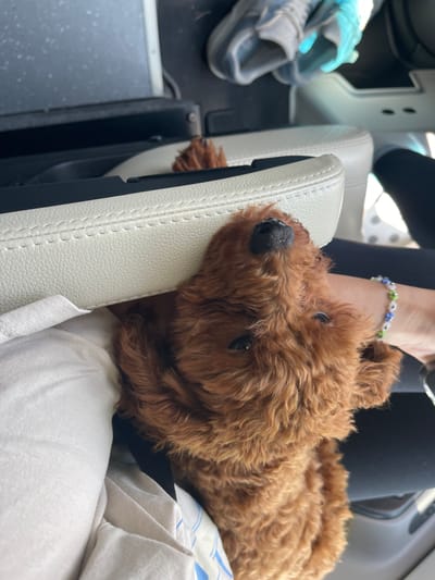 This image depicts the interior of a vehicle, identified as being in Gabarevo, Bulgaria. The central subject is a small, reddish-brown, curly-haired dog, positioned on its side, looking upwards towards the top of the frame. Its black nose and dark eyes are prominent. A human forearm and hand, adorned with a beaded bracelet featuring white, blue, and green floral designs, are visible on the right side of the frame. The person is wearing dark legwear. On the left, light-colored fabric, consistent with clothing or a blanket, is partially visible. The vehicle's interior features light-colored (off-white/cream) leather upholstery with visible stitching, indicative of car seats or an armrest. Dark-colored console or dashboard elements are also visible, including a screen with minor surface particulate. In the background, a gray sneaker and light blue fabric are partially visible, suggesting the presence of another occupant. Sunlight illuminates parts of the interior from an unseen window.