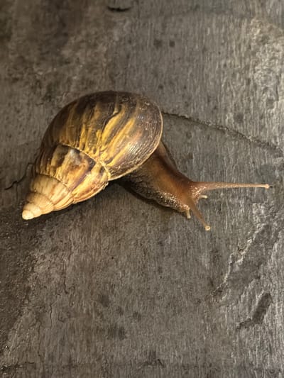 A close-up, high-angle shot shows a terrestrial snail with a spiral shell clinging to a rough, gray, textured surface. The snail's body is a light brown color and extends from its shell, with two long tentacles reaching upwards. The shell is patterned with alternating bands of yellow and brown, creating a striped effect. The surface the snail is on appears to be rock or aged wood, with visible cracks and variations in texture and color. The lighting suggests it is daytime, though the ambient light is not particularly bright, creating some shadows on the textured surface. There is no text visible in the image. The scene is quiet and focused on the snail's movement or position on the surface. This image was captured in Pasir Putih, Indonesia.
