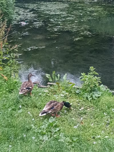 Two ducks are on the grassy bank of a body of water. One duck is facing the water, with its head turned to the left. The other duck is facing away from the camera, foraging on the grass. The water is dark and appears to be a river or pond, with some leaves floating on the surface. The bank is covered in lush green grass and some leafy plants. The location is identified as Arun, United Kingdom based on image metadata.
