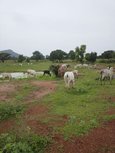 A herd of cattle grazes in a muddy, grassy field under an overcast sky in Jauro Garmaho, Nigeria. The herd consists of approximately 15 to 20 cattle, predominantly white with some dark brown and black individuals. Most of the cattle are standing and grazing, while a few are near a body of water. In the background, a line of trees and a hill are visible. The ground is a mix of red mud and green grass.