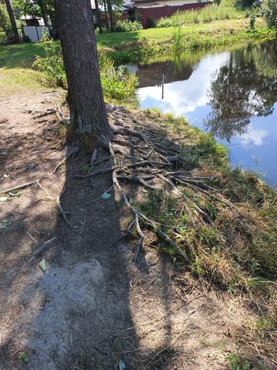 A tall, rough-barked tree stands on the edge of a body of water in the SNT Im. Volodarskogo, Russia. The tree's exposed roots spread across the sandy soil, reaching towards the water. The water's surface reflects the sky, trees, and buildings. The bank is covered in dry grass and some green vegetation. In the background, there are buildings and trees. The lighting suggests it is a sunny day.