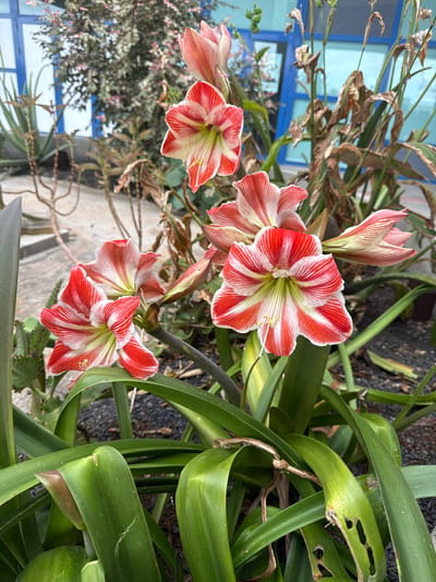 A vibrant close-up captures several red and white striped flowers, resembling Amaryllis or Hippeastrum, in full bloom amidst lush green foliage. The prominent flowers feature distinct reddish-pink and white striped petals, with visible yellow-tipped stamens and pistils at their centers. Several open blooms are present, alongside some unopened buds, indicating ongoing flowering.
The flowers emerge from a dense cluster of broad, deep green leaves. Some of these leaves show signs of wear, including small holes and dried, brown edges. Interspersed among the green leaves are sections of dry, brownish plant material.
In the blurred background, a building with light blue walls and distinct dark blue window frames is partially visible. The ground surrounding the plants appears dark, possibly soil or volcanic earth. The overall lighting suggests a bright, clear day. There is no specific activity depicted, and no text is visible in the frame. The scene is a static botanical display, with the striking flowers as the central focus, set against an architectural element that aligns with the Montaña Roja, Spain location context.