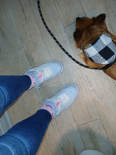 In Redondo Beach, United States of America, an indoor scene is captured from a downward angle, featuring the lower extremities of one person and an adjacent dog. The individual is wearing dark blue denim jeans, light blue athletic shoes with white laces and pink accents, and pink-and-white striped socks. A short-haired brown dog, equipped with a black-and-white buffalo plaid pattern harness or bandana, is observed lying on a light brown wood-grain patterned tiled floor. A black-and-white braided leash extends from the dog's harness, passing near the person's right foot. The dog's head is oriented to the right, out of direct view of the camera. The floor consists of rectangular tiles or planks exhibiting a consistent pattern.