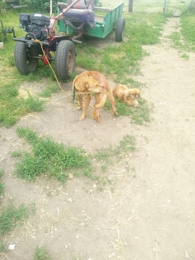 The image depicts an outdoor rural or semi-rural scene in Zelenyi Hai, Ukraine. In the upper left-center, a red and black walk-behind tractor (motoblock) with two pneumatic tires is visible. The engine unit, labeled "170F," is black. A faded green, two-wheeled trailer with a wooden seat is attached to the rear of the tractor. A person, whose lower body and legs are visible wearing light-colored trousers, is seated on the trailer. A thick, yellow, braided rope is tied to the front axle of the tractor, extending towards the foreground.
In the mid-ground, two dogs are present. To the left, a medium-sized, short-haired, light brown dog is standing with its head turned towards its right hind flank, appearing to scratch or lick itself. Its left front leg is slightly lifted. A dark-colored collar is visible around its neck. The yellow rope from the tractor extends towards the ground near this dog, but its direct attachment point to the dog is not explicitly visible. To the right of the first dog, a smaller, fluffy, light brown dog, possibly a Pekingese, is lying on a patch of green grass with its eyes partially closed, appearing to rest.
The ground consists of light brown, dry dirt, forming a path that extends from the foreground towards the upper right. Patches of vibrant green, low-growing vegetation are interspersed along the path and edges. Dry, straw-like grass blades are scattered across the dirt. In the background, additional green vegetation and the faint outline of a metallic structure, possibly a gate or fence, are discernible. The lighting suggests daylight conditions.