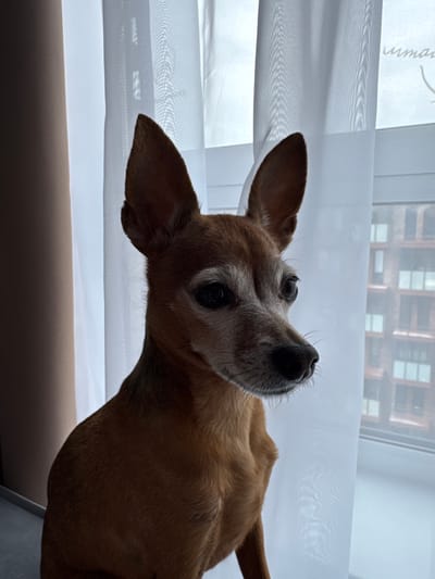 A medium shot captures a small, tan-colored dog with large, erect ears and graying fur around its muzzle, looking to the right out of frame. The dog is positioned in the foreground, silhouetted against sheer white curtains that partially obscure a brick building visible through a window. The environment is indoors, with the dog likely seated on a windowsill. The lighting suggests it is daytime, with the interior being dimly lit compared to the exterior. The scene appears to be in Vlasikha, Russia, as indicated by the context provided.