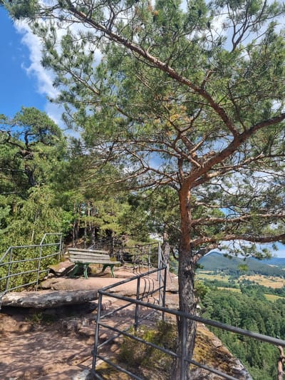 The image depicts a scenic viewpoint in Dahn, Germany, likely from a hiking trail. A weathered green wooden bench sits on a rocky outcrop, providing a place to rest and admire the panoramic view. A sturdy metal railing lines the edge of the viewpoint, ensuring safety for visitors. Beyond the railing, a lush green forest stretches out, with rolling hills and fields visible in the distance under a partly cloudy blue sky. A large pine tree dominates the foreground, its branches reaching out towards the sky, partially obscuring the view but adding to the natural beauty of the scene. The ground is covered with reddish-brown earth and scattered rocks, indicating a natural, undeveloped area.