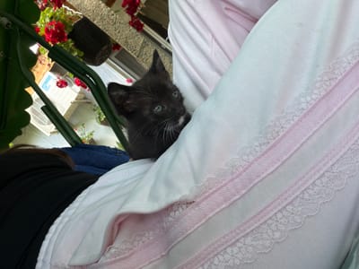 A black and white kitten with striking white whiskers peeks out from under a stack of folded pink and white linens, likely a blanket or bedding, situated in an outdoor area. A portion of a person's arm, clad in a black long-sleeved garment, is visible behind the linens. The background reveals a wrought-iron structure supporting vibrant red geraniums in a hanging basket, with a window or opening leading to what appears to be a residential building. The location is assumed to be somewhere in the city of Bratia Kunchevi, Bulgaria.