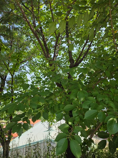 An upward shot looks through the dense green foliage of a deciduous tree. The sun is bright, as evidenced by the highlights on the leaves and the blue sky visible through the canopy. The branches of the tree are dark brown and a pine tree with thin needles is visible to the left. Below the tree, out of focus, is a light green roof of a building with orange tiled sections and some tall grasses and smaller plants in the foreground. The scene appears to be in a residential area.