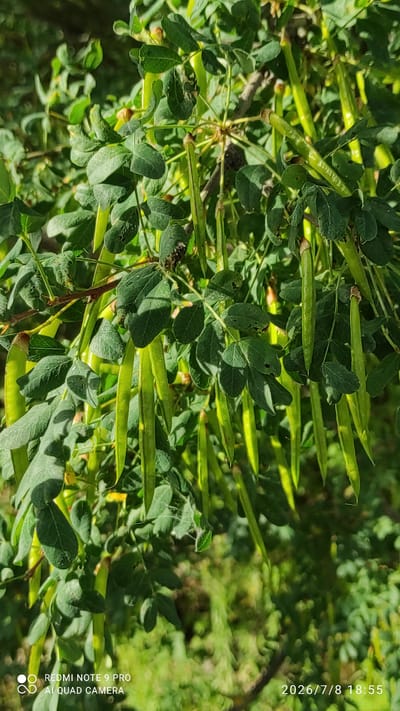 The image shows a close-up of a tree branch with numerous green seed pods hanging down. The pods are elongated and slightly curved, with some appearing plump and others thinner. The leaves of the tree are compound, with multiple small leaflets arranged along a central stem. The foliage is a vibrant green, and some of the leaves show signs of wilting or damage. The background is blurred, suggesting a shallow depth of field, and appears to be a natural outdoor environment with more greenery and dappled sunlight. The bottom right corner of the image contains a timestamp: "2026/7/8 18:55". The bottom left corner has text that reads "REDMI NOTE 9 PRO AI QUAD CAMERA". There is no discernible information about the city of Iisalmi, Finland, or any people or specific actions.